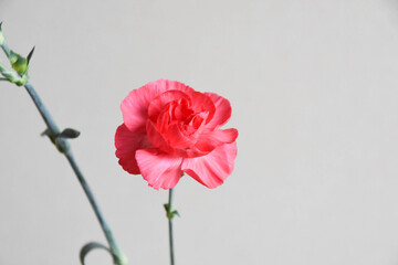 ピンクのカーネーション