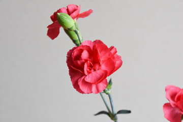 ピンクのカーネーション