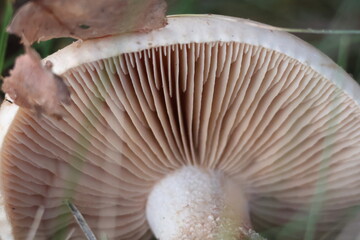 detailed close up of mushroom gills in forest environment