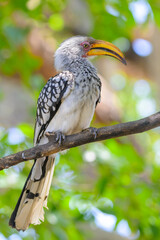 Southern Yellow-billed Hornbill (Tockus leucomelas) perched in tree, Kruger National Park, South Africa.