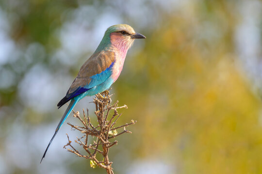 Lilac-breasted Roller (Coracias caudatus) perched on branch, Kruger National Park, South Africa.