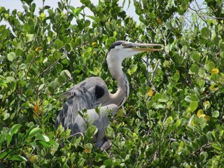 Great Blue Heron in Mangrove Habitat