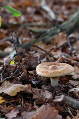 oak milkcap mushroom growing on forest floor in natural habitat