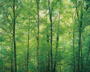 Fototapeta premium Dense forest scene filled with tall slender trees covered in vibrant green leaves Soft sunlight filters through the foliage creating a peaceful and refreshing natural atmosphere