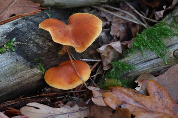 velvet shank mushroom growing on dead tree in forest