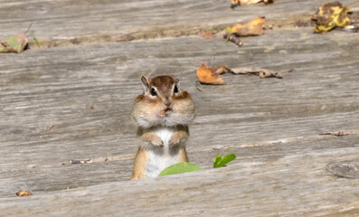 冬に向けて蓄食するエゾシマリス