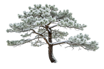 Pine tree with snow on needles in winter landscape