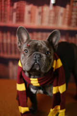 Naklejka premium A charming bulldog in a striped scarf against a background of books. A funny dog in a carnival costume.