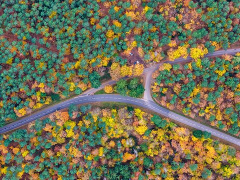 Aerial view of roads cutting through a forest of vibrant autumn foliage in a tapestry of greens, oranges, and yellows, Orschwiller, Grand Est, France.