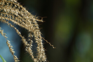 秋の山のススキの穂のアップ03