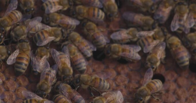 Bees crawl and move constantly on Honey-Filled Comb Inside Hive, close up macro