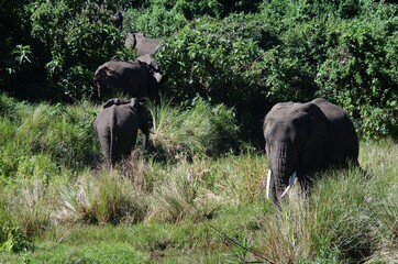 Elefanten am Ngorongoro-Krater