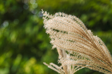 秋の山のススキの穂のアップ04