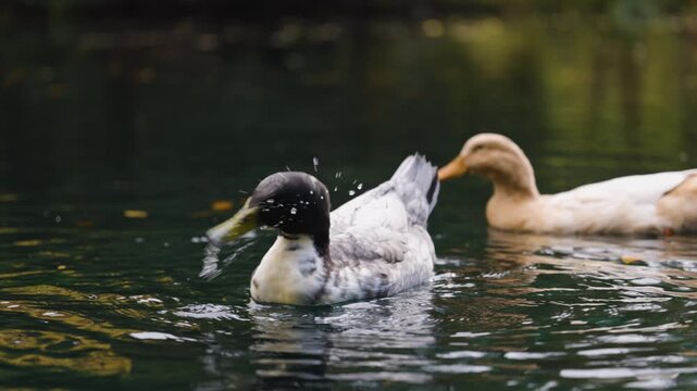 Cinematic slow-motion closeup of a white and gray duck with a yellow beak paddling through an autumn pond toward two other ducks, surrounded by gentle ripples and floating leaves.