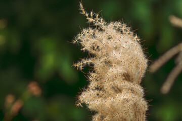 秋の山のススキの穂のアップ06