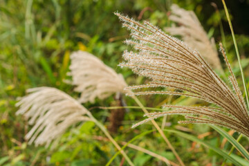 秋の山のススキの穂10