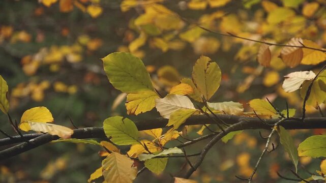 Yellowing leaves on Beech tree, Fagus sylvatica , in early Winter. Isle of Man. UK