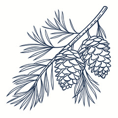 Hand drawn pine branch with cones © Tawhitul