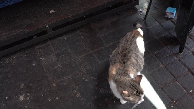 A beautiful cat meowing, probably for attention or food, moving on the ground with a bit of brightness from daylight.