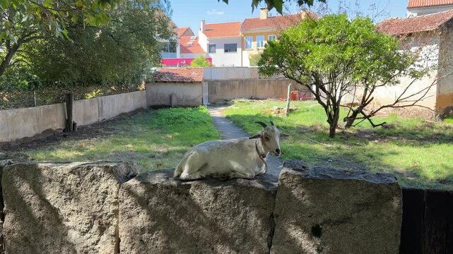 Domestic pet goat is resting leisurely on the concrete fence wall in Ovar, Portugal.