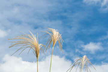 秋風にススキの穂をゆれる03