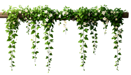 Flowering Jasmine Vine Cutout PNG