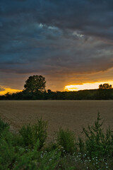 A field with a tree in the middle and a sunset in the background