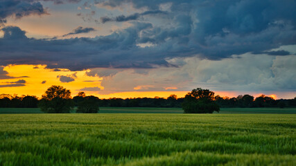 Fototapeta premium A field of grass with two trees in the foreground