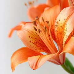 Close Up Of Orange Lily Flowers
