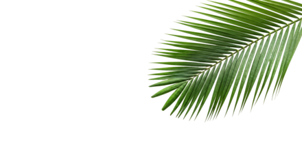 coconut palm leaf isolated for object and retouch design.