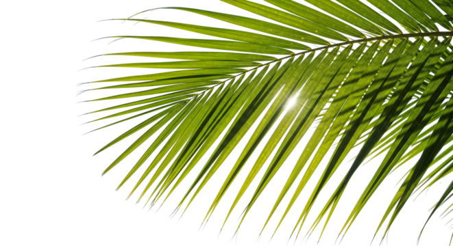 coconut palm leaf isolated for object and retouch design.