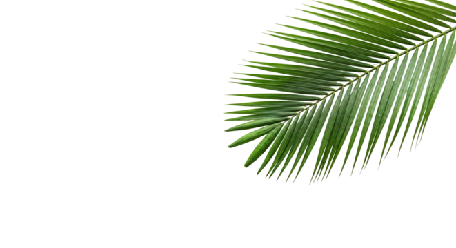 coconut palm leaf isolated for object and retouch design.