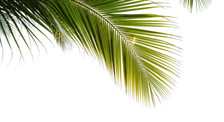 coconut palm leaf isolated for object and retouch design.