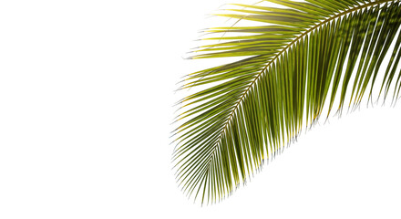 Obraz premium coconut palm leaf isolated for object and retouch design.