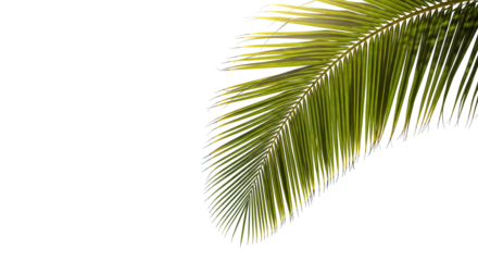 coconut palm leaf isolated for object and retouch design.