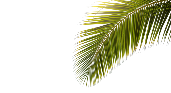 coconut palm leaf isolated for object and retouch design. - Powered by Adobe