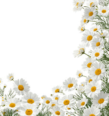 Daisy Chain: Frame of Delicate White Blooms on Black