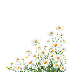 Field of Daisies against Black Backdrop