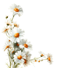 Elegant Daisies: A Corner of Summer Beauty