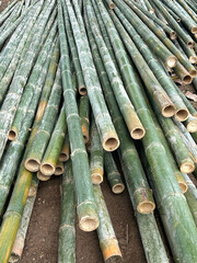 Freshly Cut Green Bamboo Poles Piled on Construction Site for Natural Building Material.