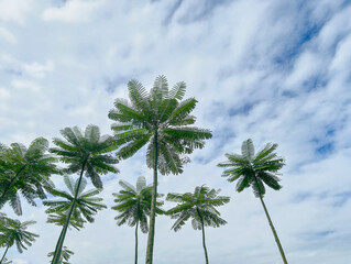 Group of Tall Brazilian Fern Trees (Schizolobium parahyba) Reaching for the Sky in a Tropical Park.