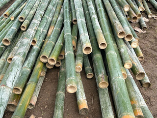 Freshly Cut Green Bamboo Poles Piled on Construction Site for Natural Building Material.