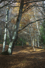 Fototapeta premium autumn in the wood on Sirente Velino mountain 