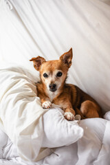 Small dog laying in a bed with white sheets. Natural light. 