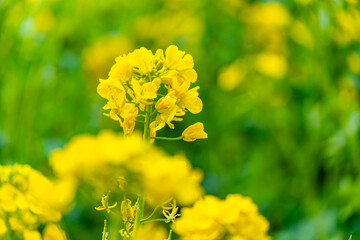 春の訪れを告げる菜の花の風景
