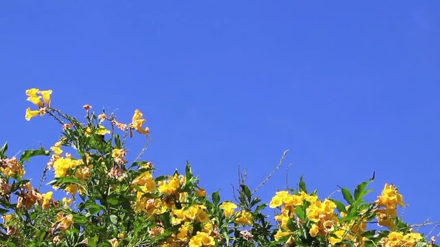 Bright yellow Tecoma stans flowers gently sway in the breeze against a clear blue sky, with a pollinator insect busy on the blooms. Footage for ecology, conservation, and summer vitality.
