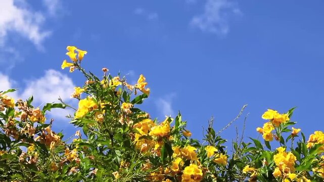 Yellow Tecoma stans flowers gently sway in the breeze against a clear blue sky filled with puffy white clouds. Footage conveys tropical summer, positive energy, relaxation, and travel inspiration.