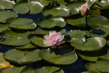 Water lily and lotus leaves