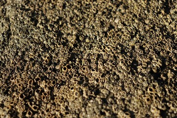 Barnacles close-up texture on coastal rock surface