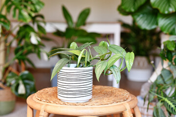 Tropical 'Epipremnum Pinnatum Cebu Blue' houseplant with silver-blue leaves in flower pot on table in living room